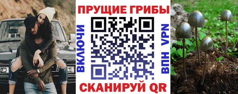 Купить  Алзамай  Псилоцибиновые грибы Psilocybine cubensis 